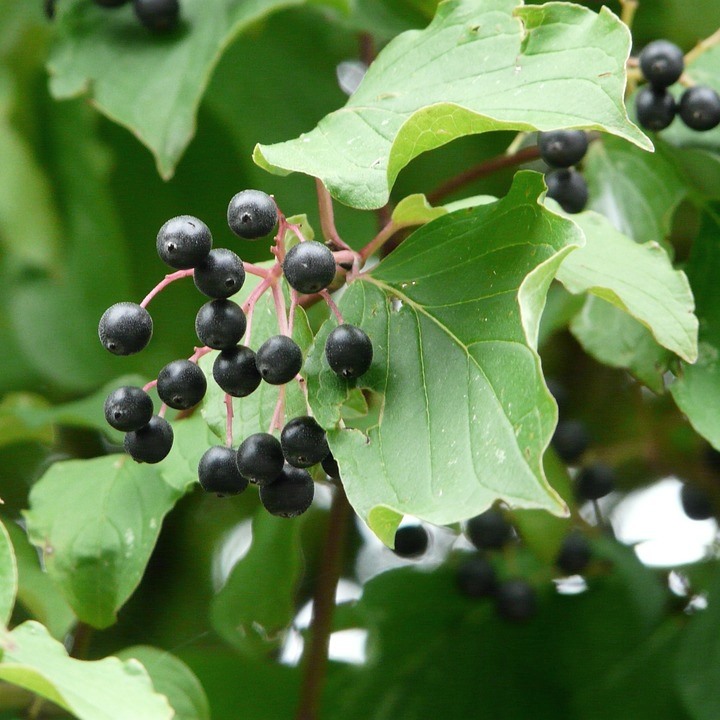 Schwarzholz Hartriegel Kesselringii
