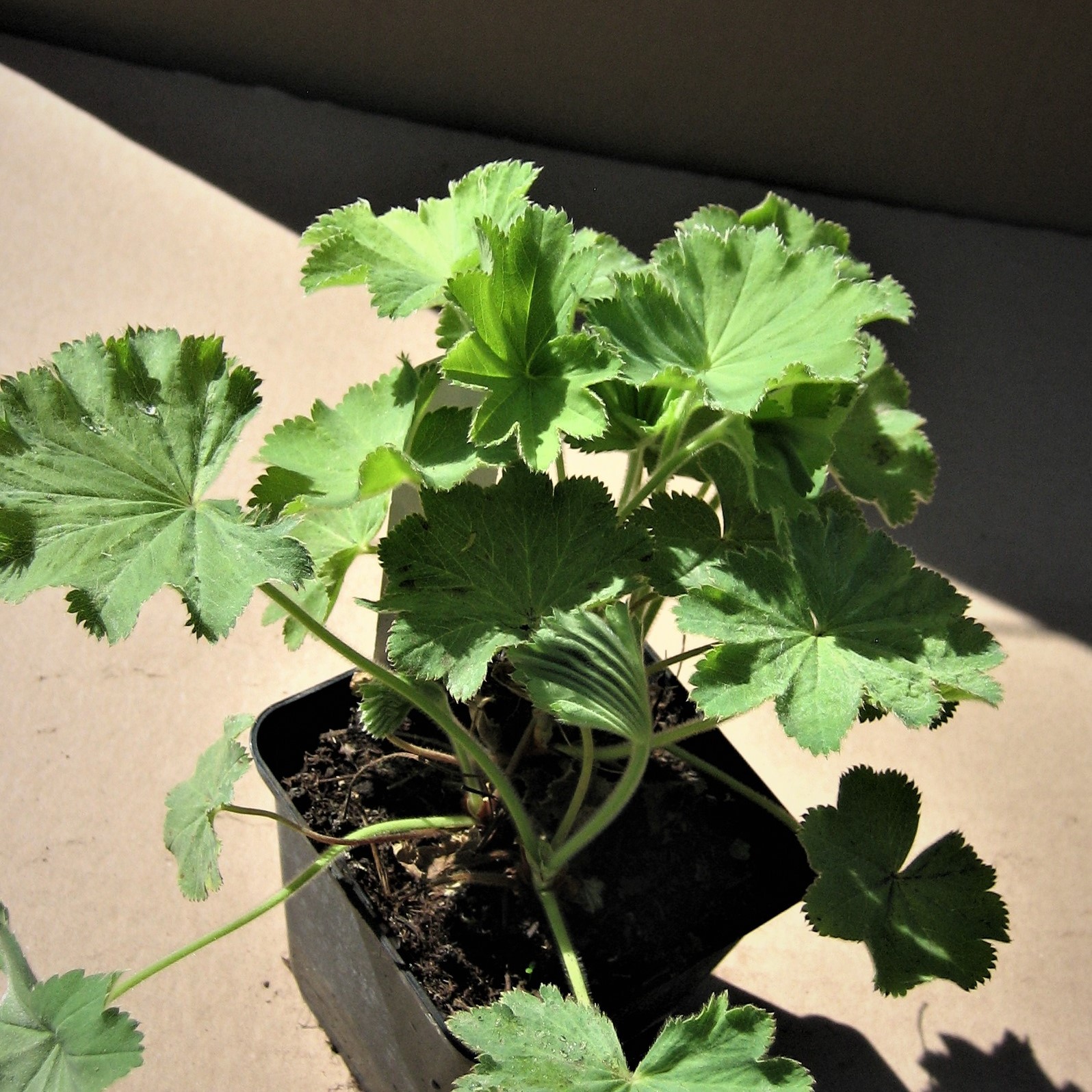 Frauenmantel - Alchemilla epipsila