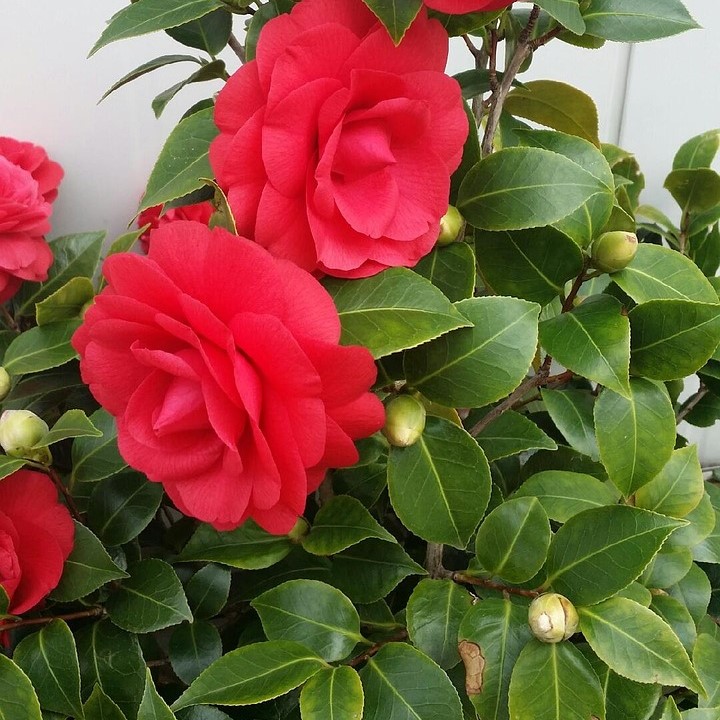Japanische Kamelie Lady Campbell - Camellia japonica 30-40 cm 3 Liter Topfballen