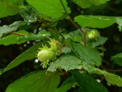 Haselnuss Corylus avellana - ein Prachtstück!