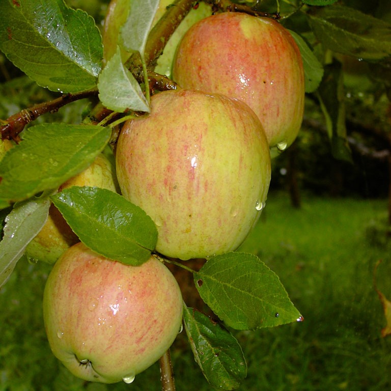 Finkenwerder Herbstprinz Hasenkopf  Buschbaum Topfballen MM111
