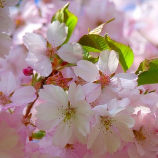 Rosablühende Winterkirsche Prunus subhirtella Autumnnalis  zartrosa Blüte 60-100 cm im 5 Liter Topf