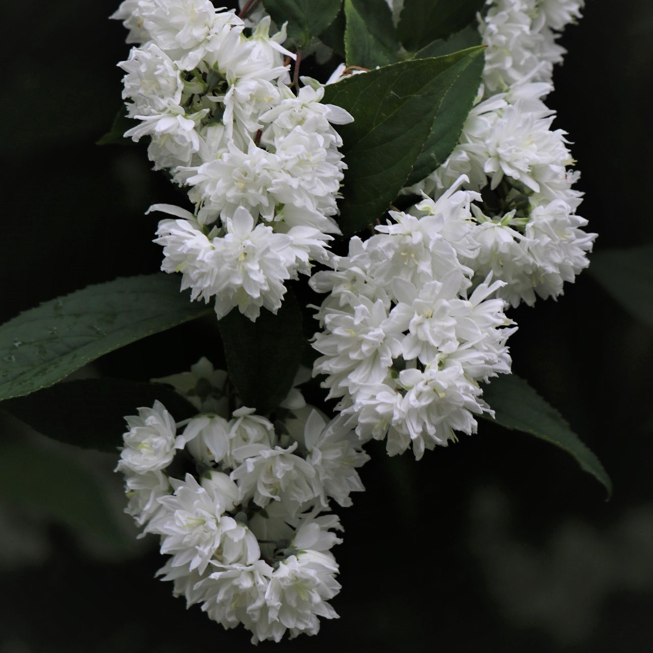 Sternchenstrauch Plena - Deutzia scabra