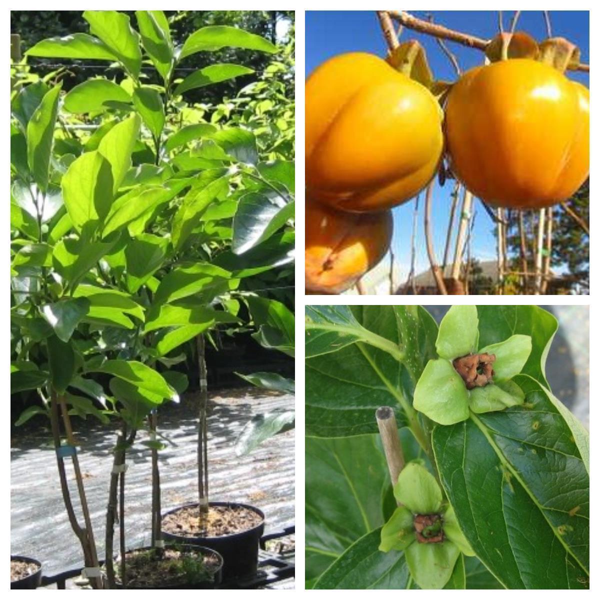 Diospyros Kaki Ragno - chinesische Dattelpflaume