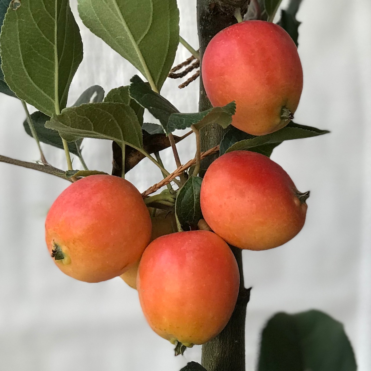 John Downie -  Zierapfel Zwergbaum Topfballen M9