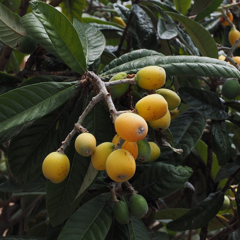 Japanische Wollmispel - Eriobotrya japonica  3 Liter Topfballen