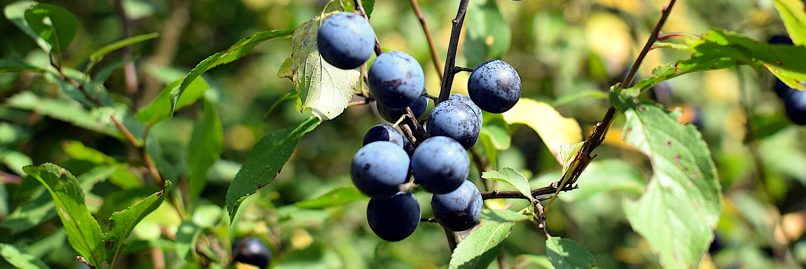 Heidelbeeren