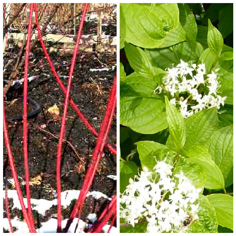 Sibirischer Hartriegel Cornus alba Sibirica - Rotholz-Hartriegel