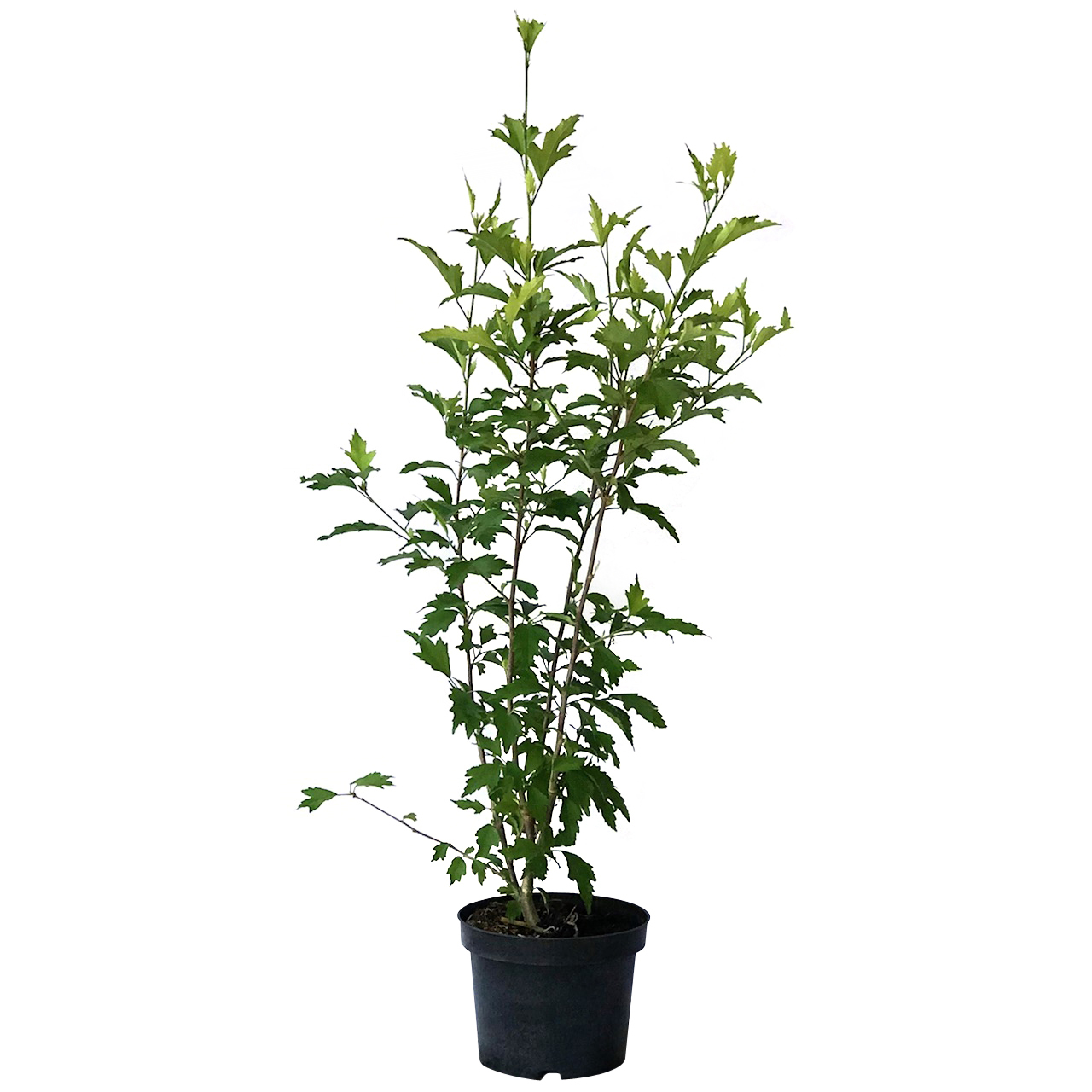 Gartenhibiskus Roseneibisch Lavender Chiffon® - Hibiscus syriacus 3 Liter Topfballen