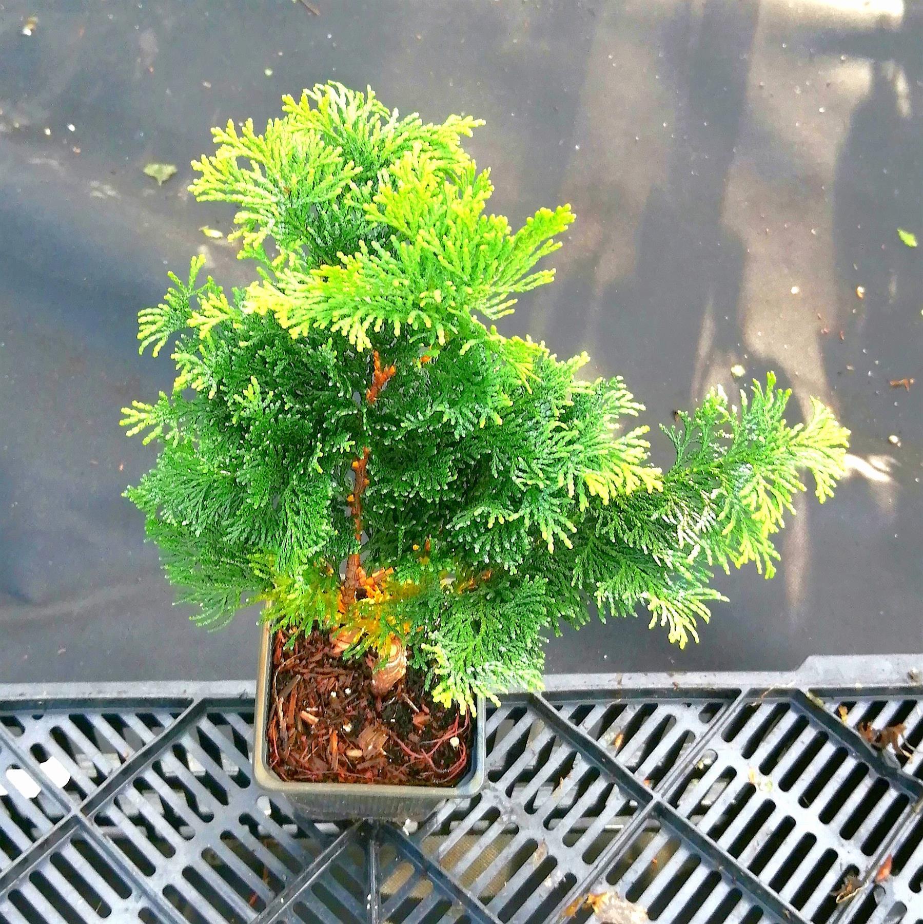 Zwerg Muschelzypresse - Chamaecyparis obtusa Nana Gracilis 20-30 cm im mittleren Topf