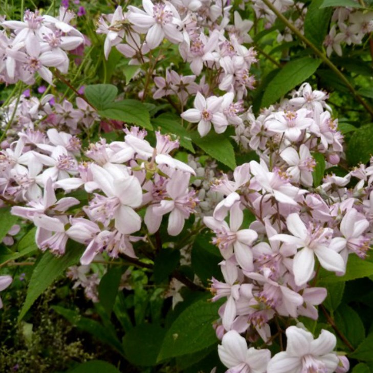 Sternchenstrauch Plena - Deutzia scabra