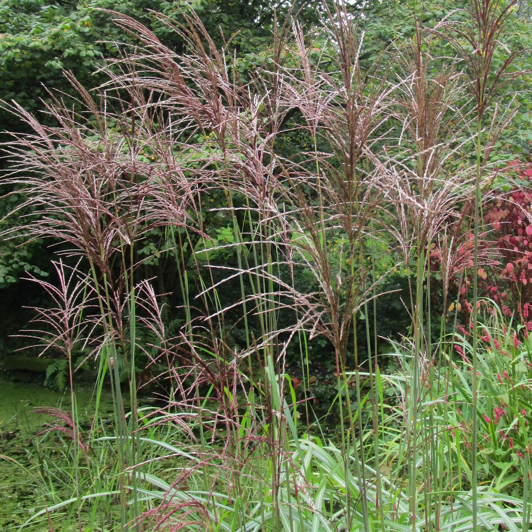 Chinaschilf Kleine Fontäne  - Miscanthus sinensis
