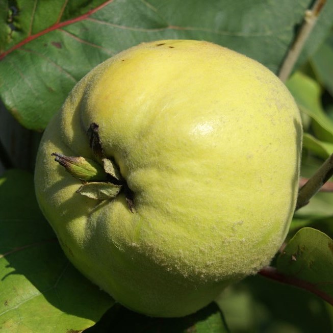 Riesenquitte von Leskovac Apfelquitte Buschbaum Topfballen 10 Liter