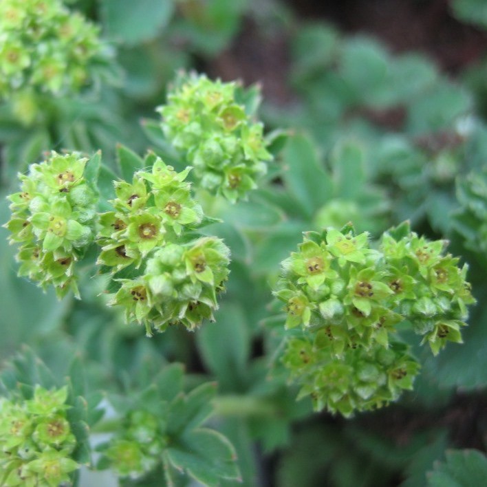 Kleiner Frauenmantel - Alchemilla erythropoda