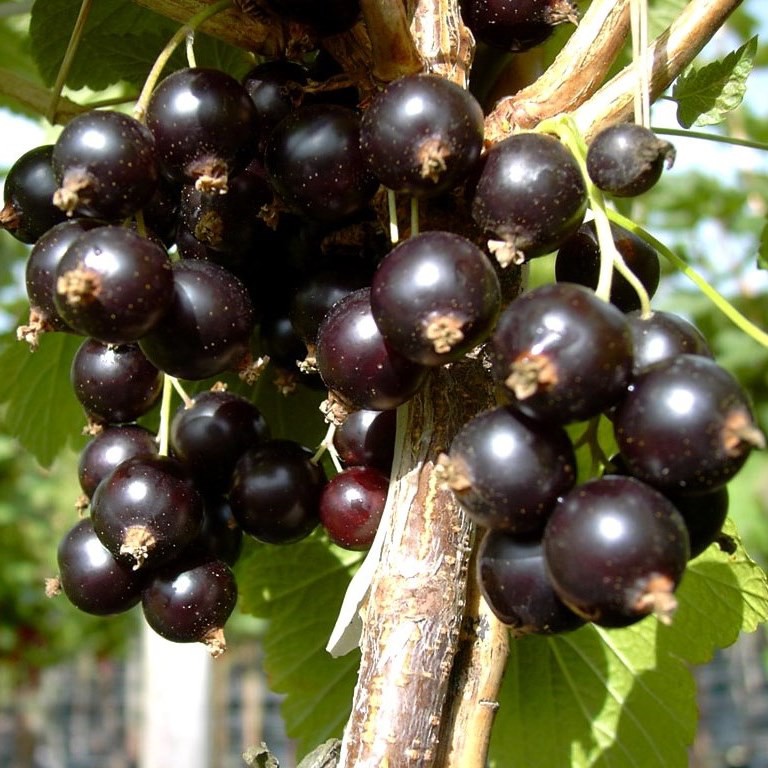 Öjebyn -  schwarze Johannisbeere große Beeren Hochstamm 70-80 cm Stamm