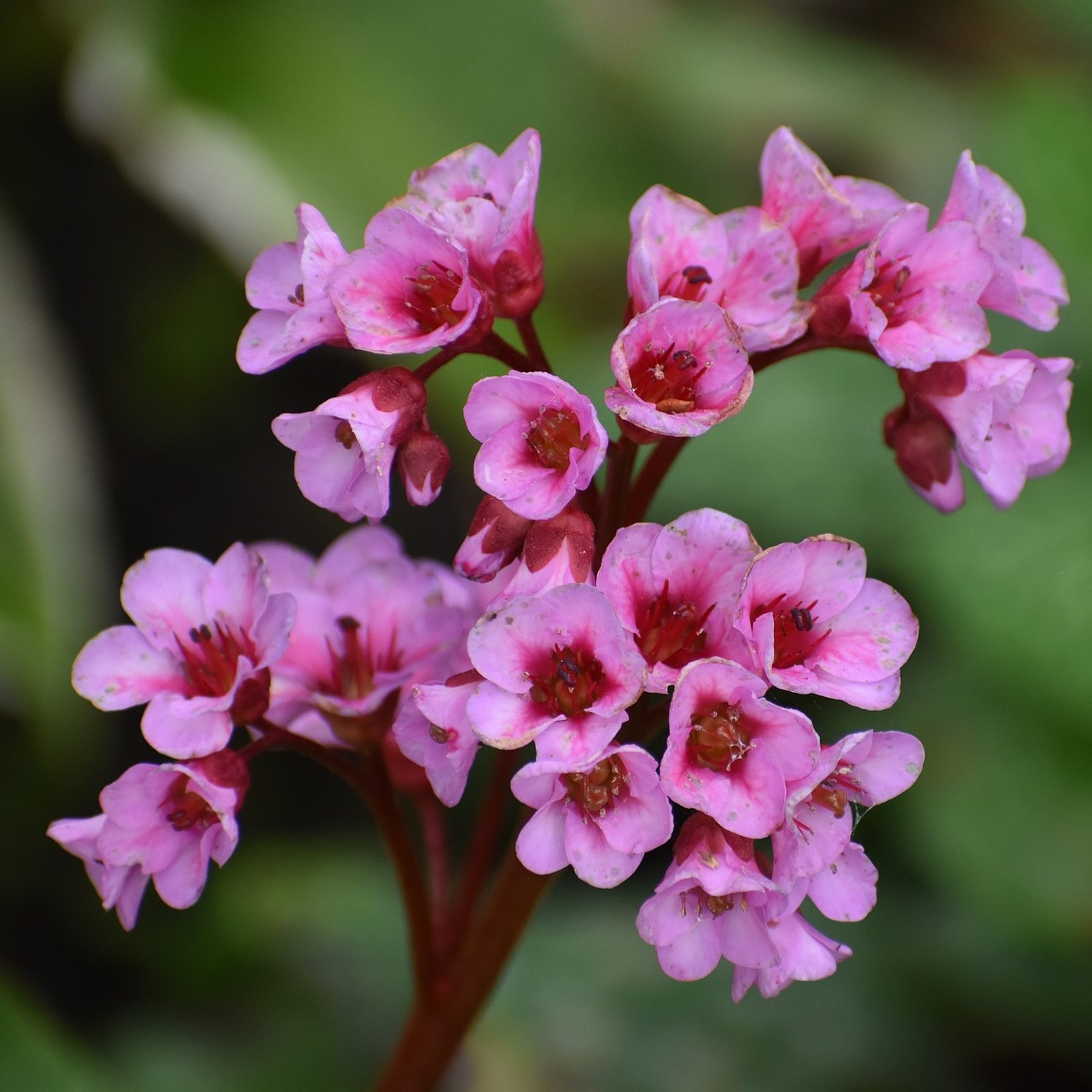 Bergenie Baby Doll - Bergenia Hybride