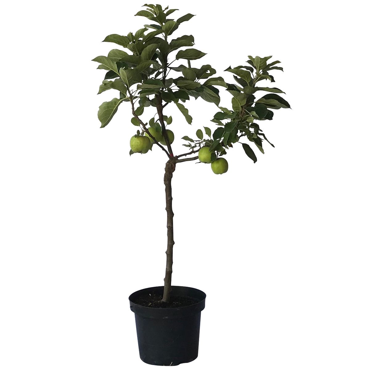 Zwergapfel Delgrina® - Terrassen oder Balkonobst