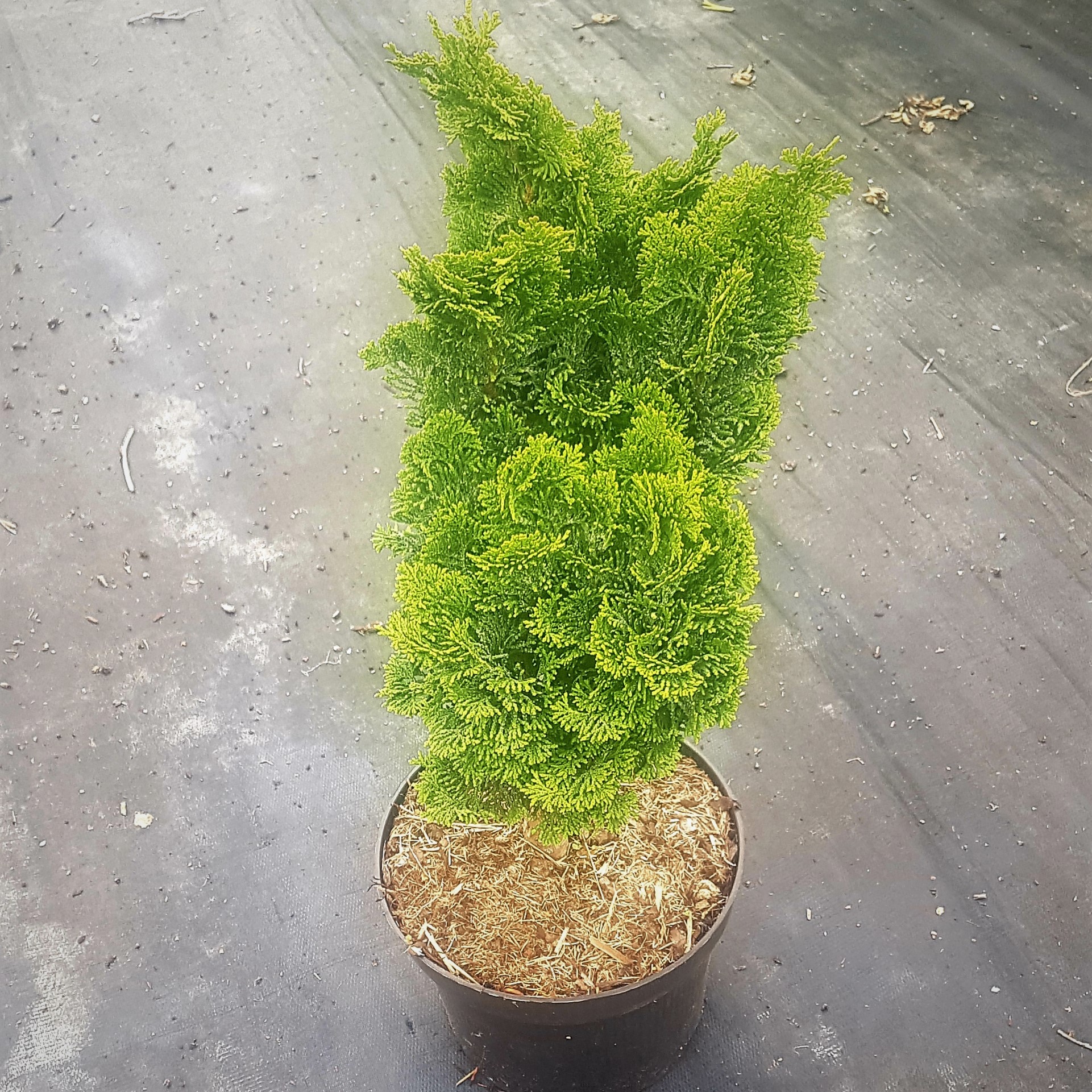 Zwerg Muschelzypresse - Chamaecyparis obtusa Nana Gracilis 30-40 cm im großen Topf