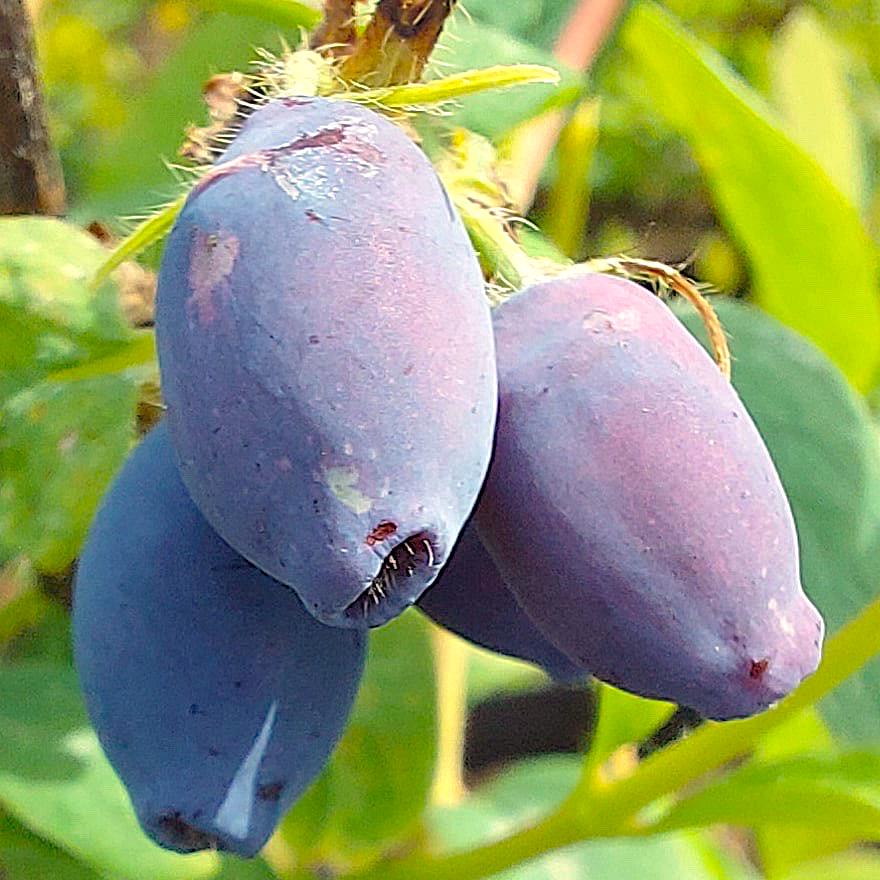 Honeybee - Sibirische Blaubeere