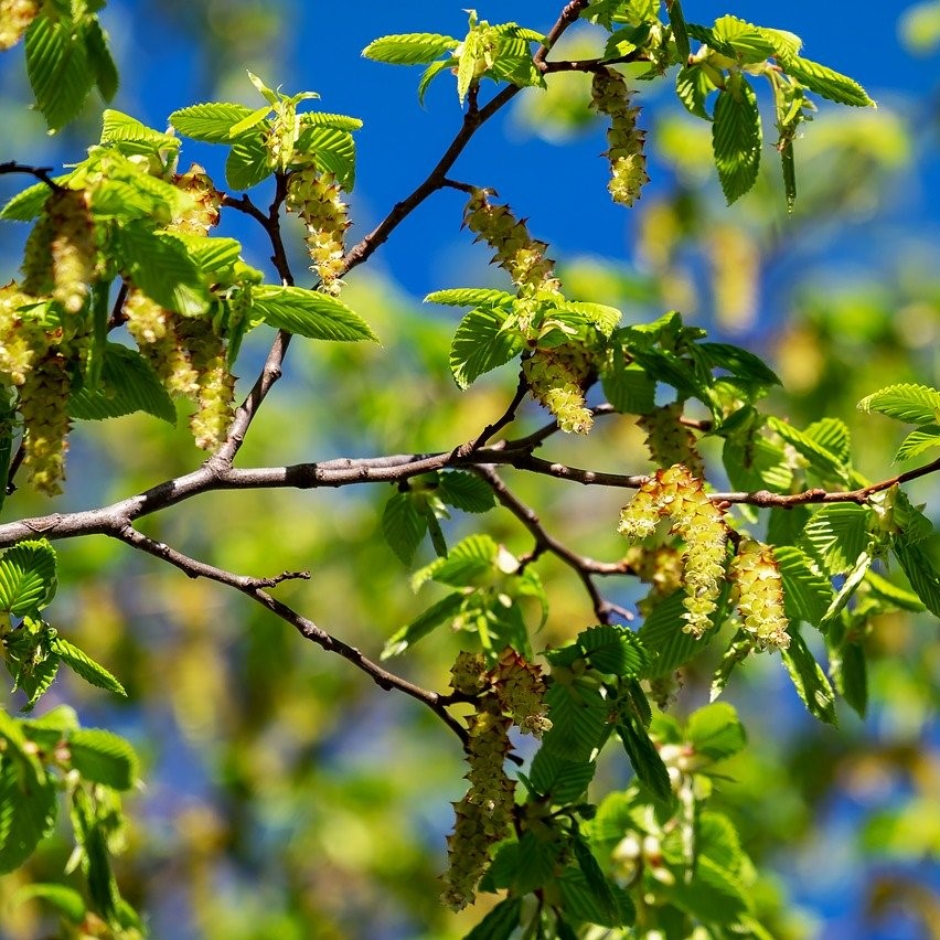 Hainbuche - Carpinus betulus 5 Liter Topfballen