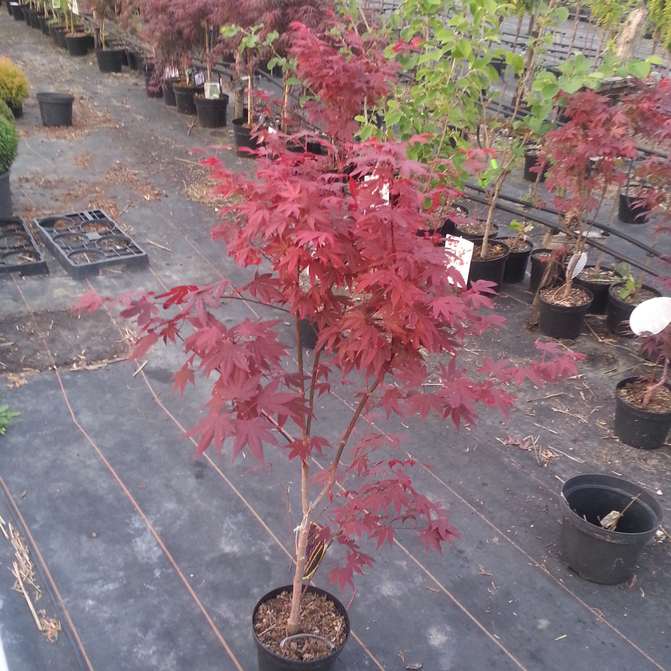 Roter Fächerahorn - Acer palmatum Atropurpureum 60-80 cm 2 Liter
