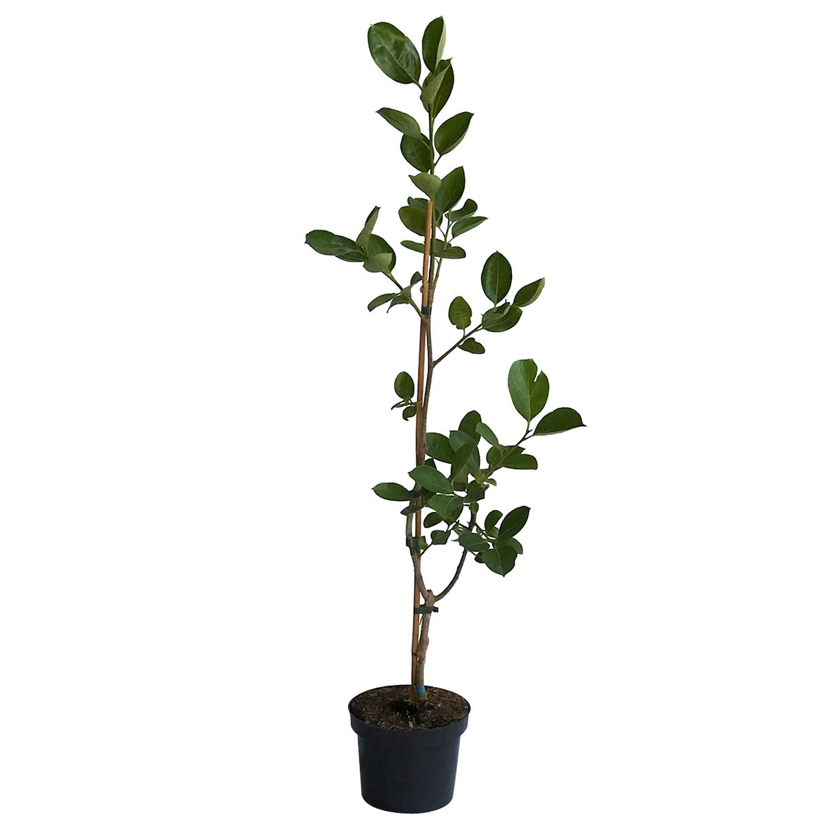 Diospyros Kaki Rosseyanka veredelt tomatenähnliche Frucht ca. 40-60 cm im 1 Liter Topf
