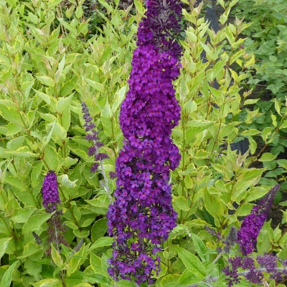 Sommerflieder Buddleja davidii Cardinal purpurrot blühend duftend ca. 60-100 cm im 3 Liter Topf