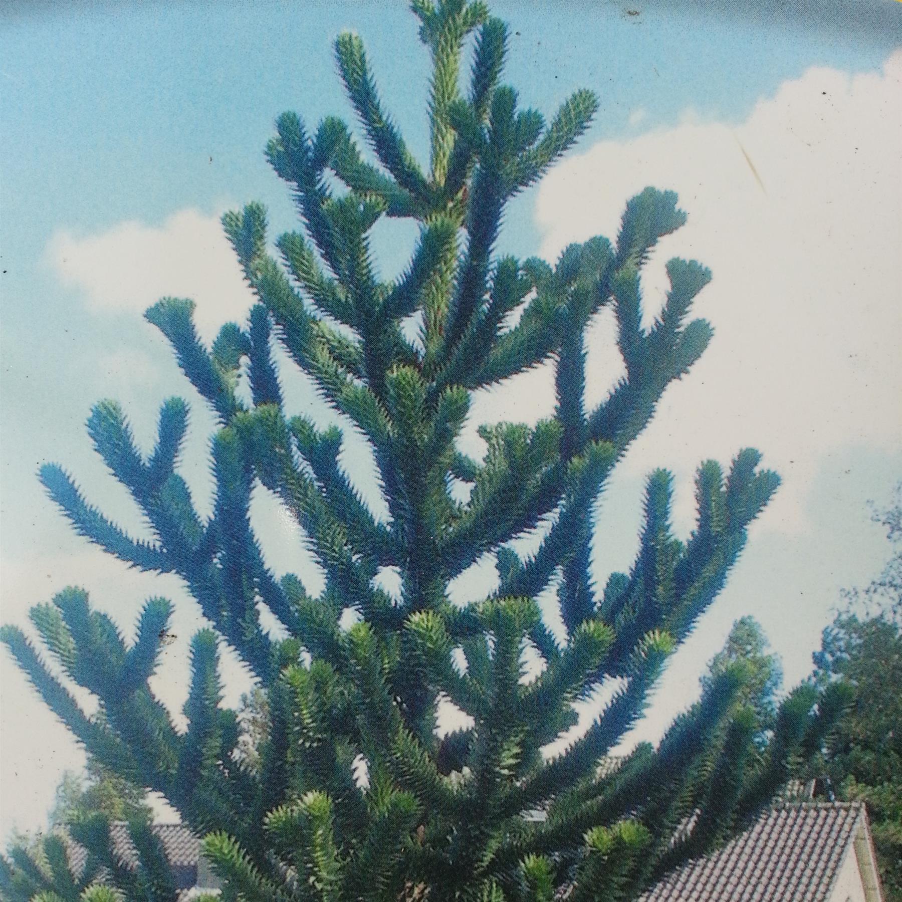 Chilenische Schmucktanne Andentanne Araucaria 0,5 Liter Topf verzweigt