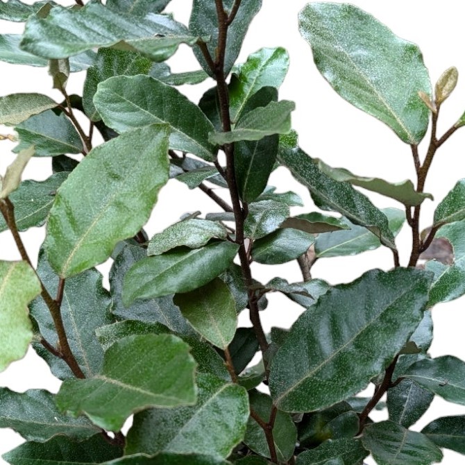 Winterharte Wintergrüne Ölweide Compacta - Elaeagnus ebbingei Compacta 3 Liter Topfballen