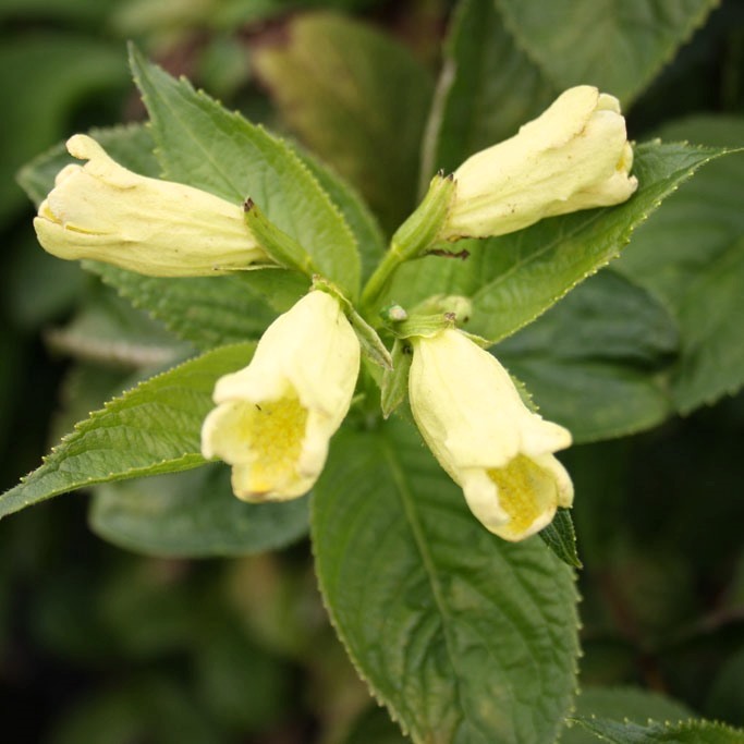 Goldweigelie - Weigela middendorffiana