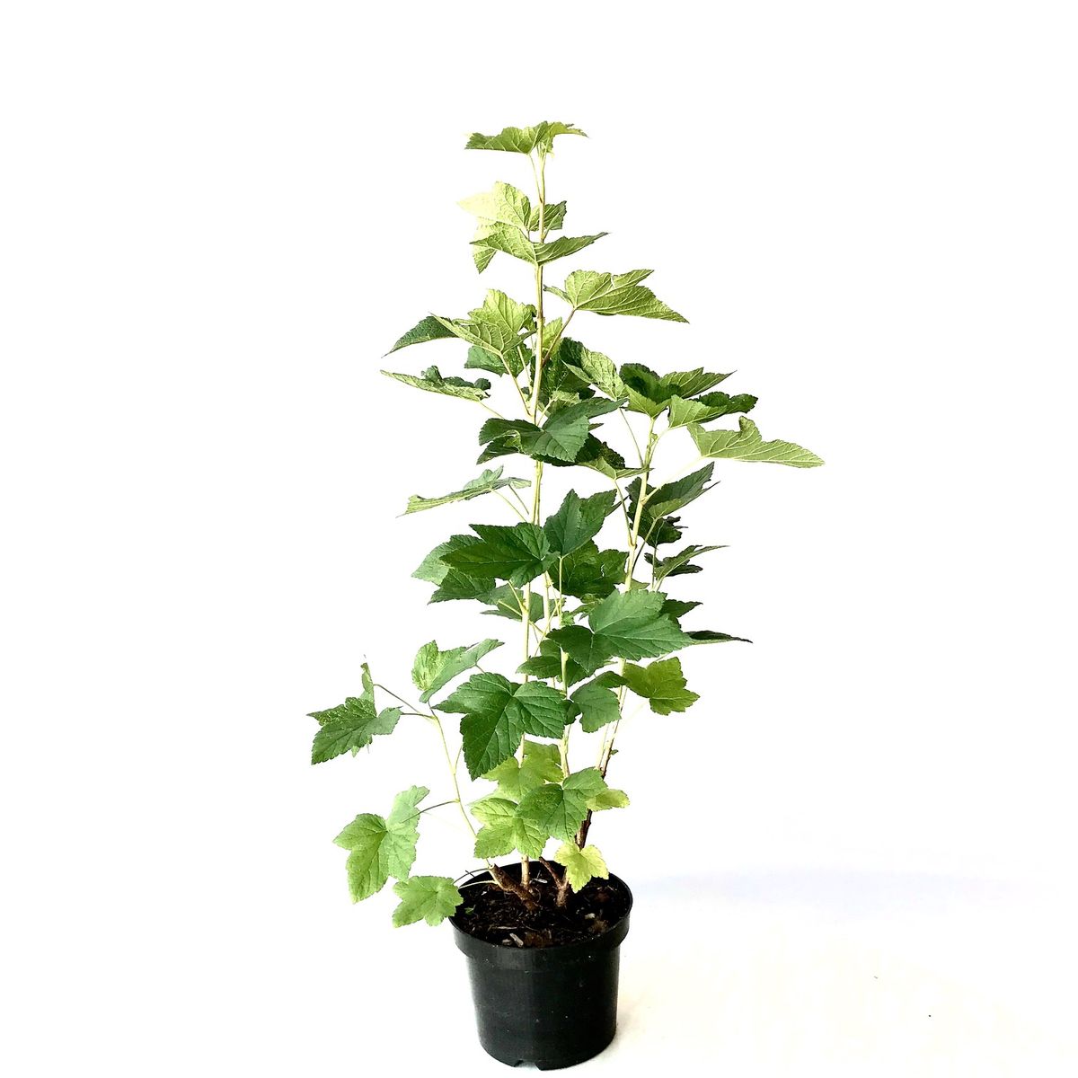 Cassissima® Black Marble® -  schwarze Johannisbeere große Beeren Busch