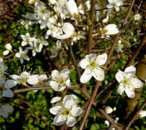 Schlehe - prunus spinosa