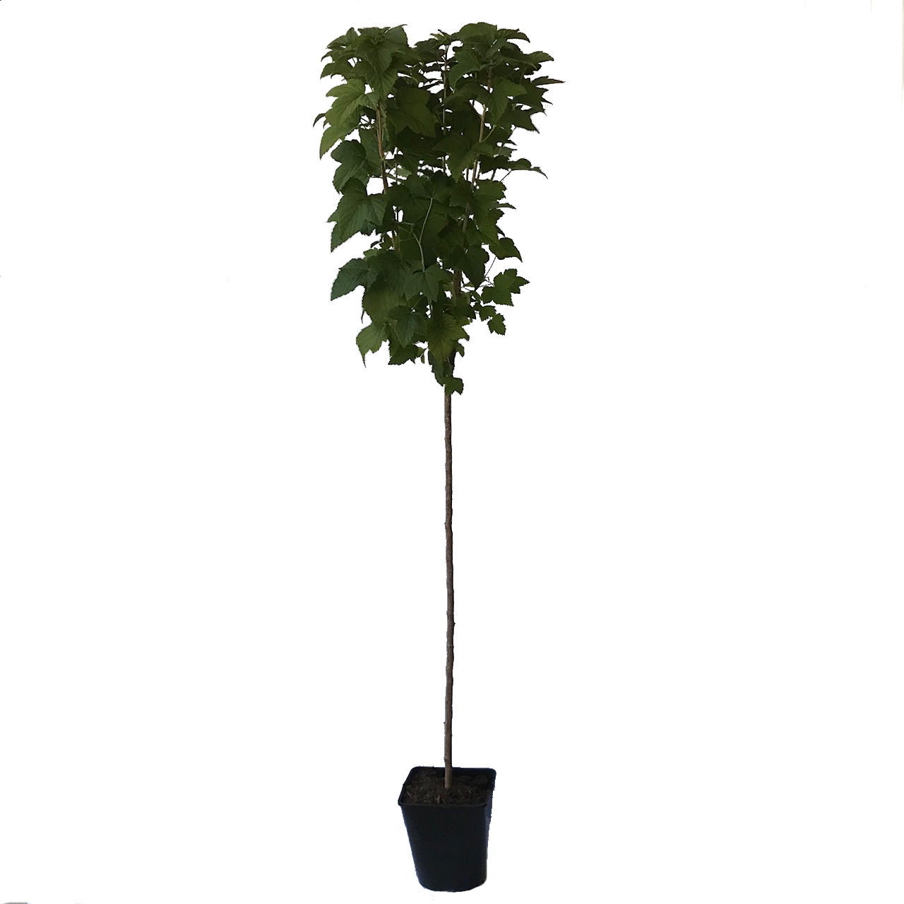 Cassissima® Black Marble® -  schwarze Johannisbeere große Beeren