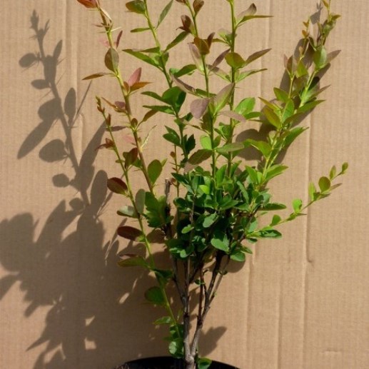 Sauerdorn Essigbeere gewöhnliche Berberitze - Berberis vulgaris