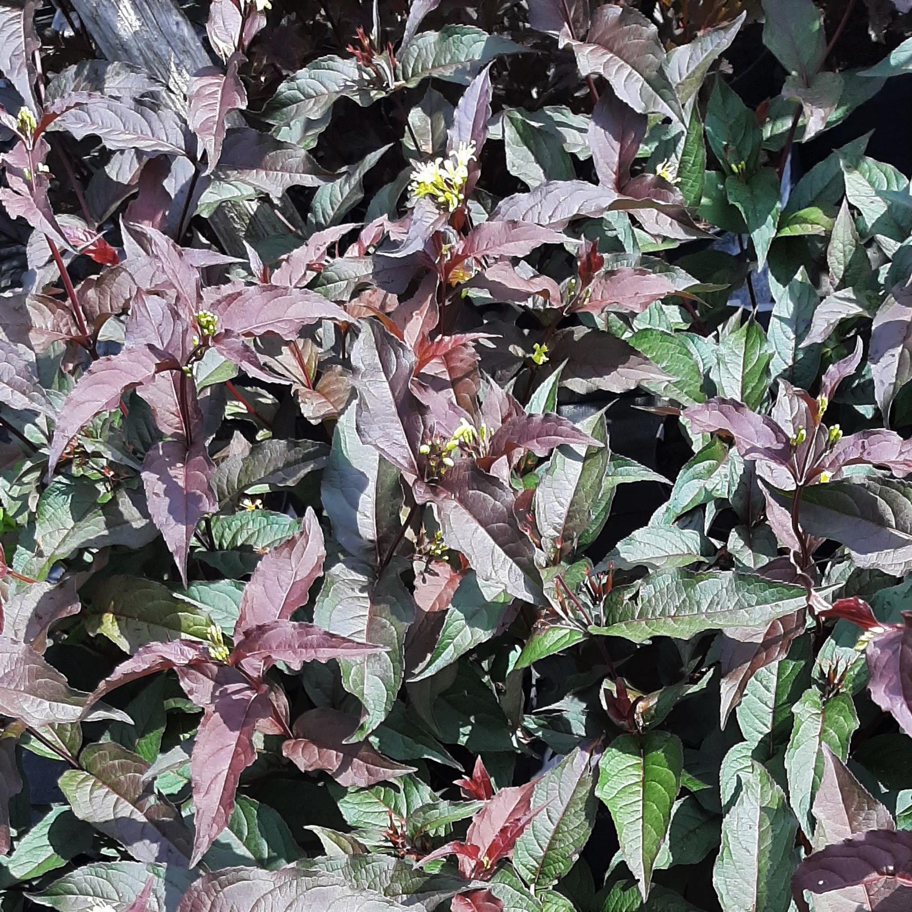 Amerikanische Weigelie Diva - Diervilla splendens