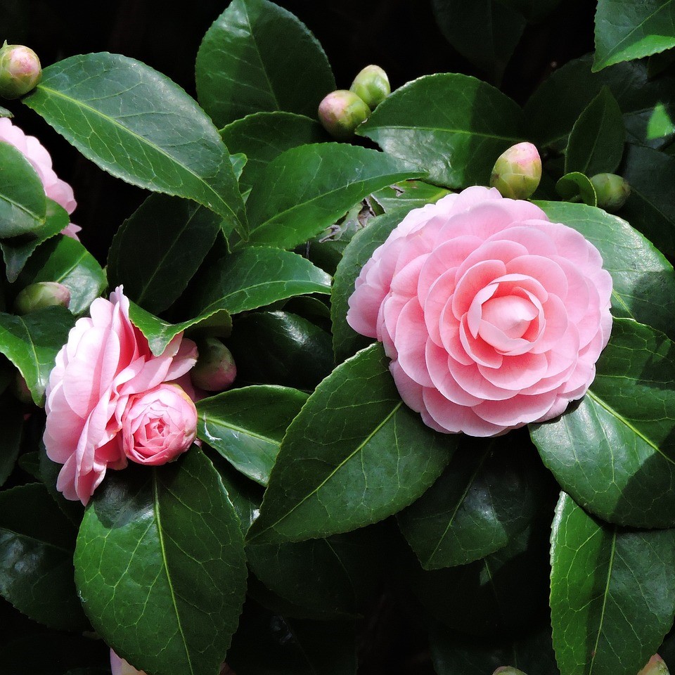 Japanische Kamelie Bonomiana - Camellia japonica