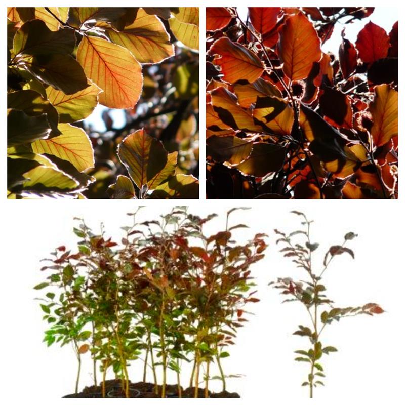 Blutbuche - Fagus sylvatica purpurea