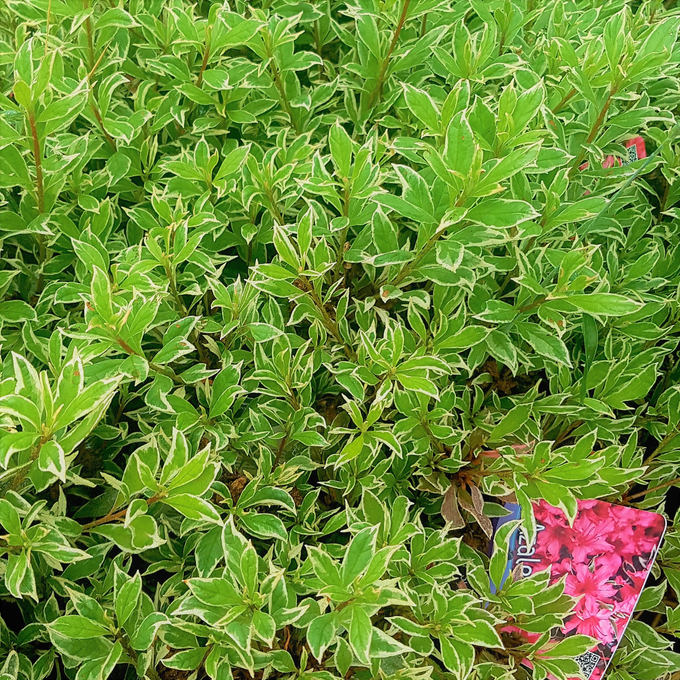 Japanische Azalee Silver Sword - Rhododendron obtusum  30-40 cm 3 Liter