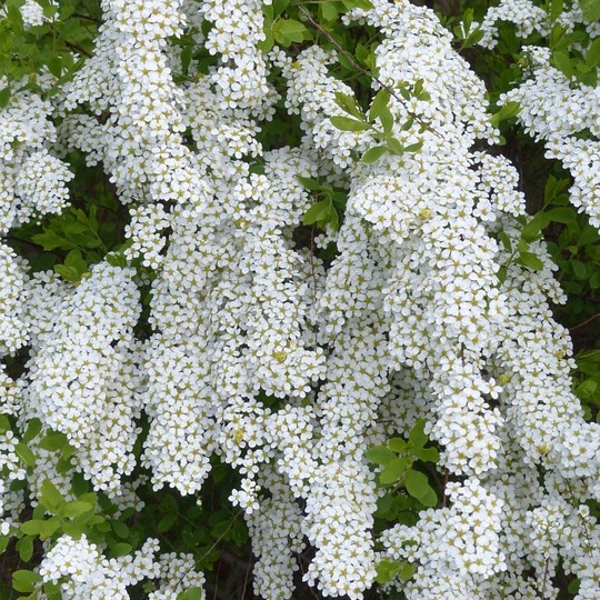 Rispenspiere Grefsheim - Spiraea cinerea