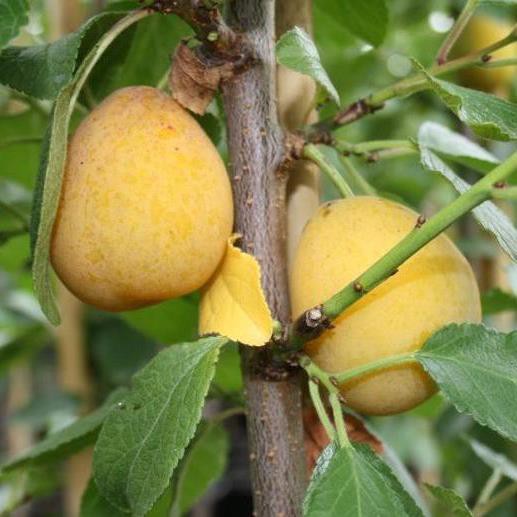 Aprikosen-Kirsche Aprikyra® - Prunus x Armeniaca