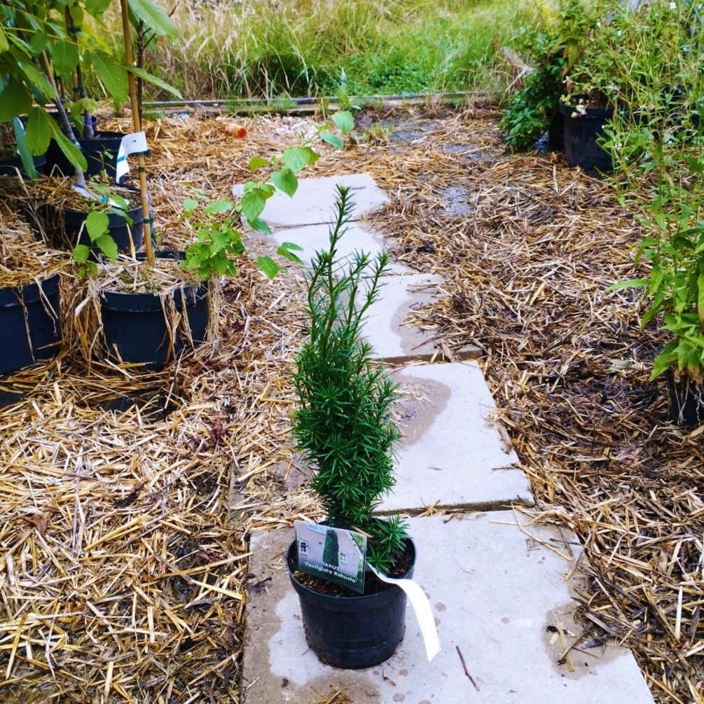 Schmale Säuleneibe - Eibe -Taxus baccata Fastigiata Robusta 2-3 Liter 30-50 cm