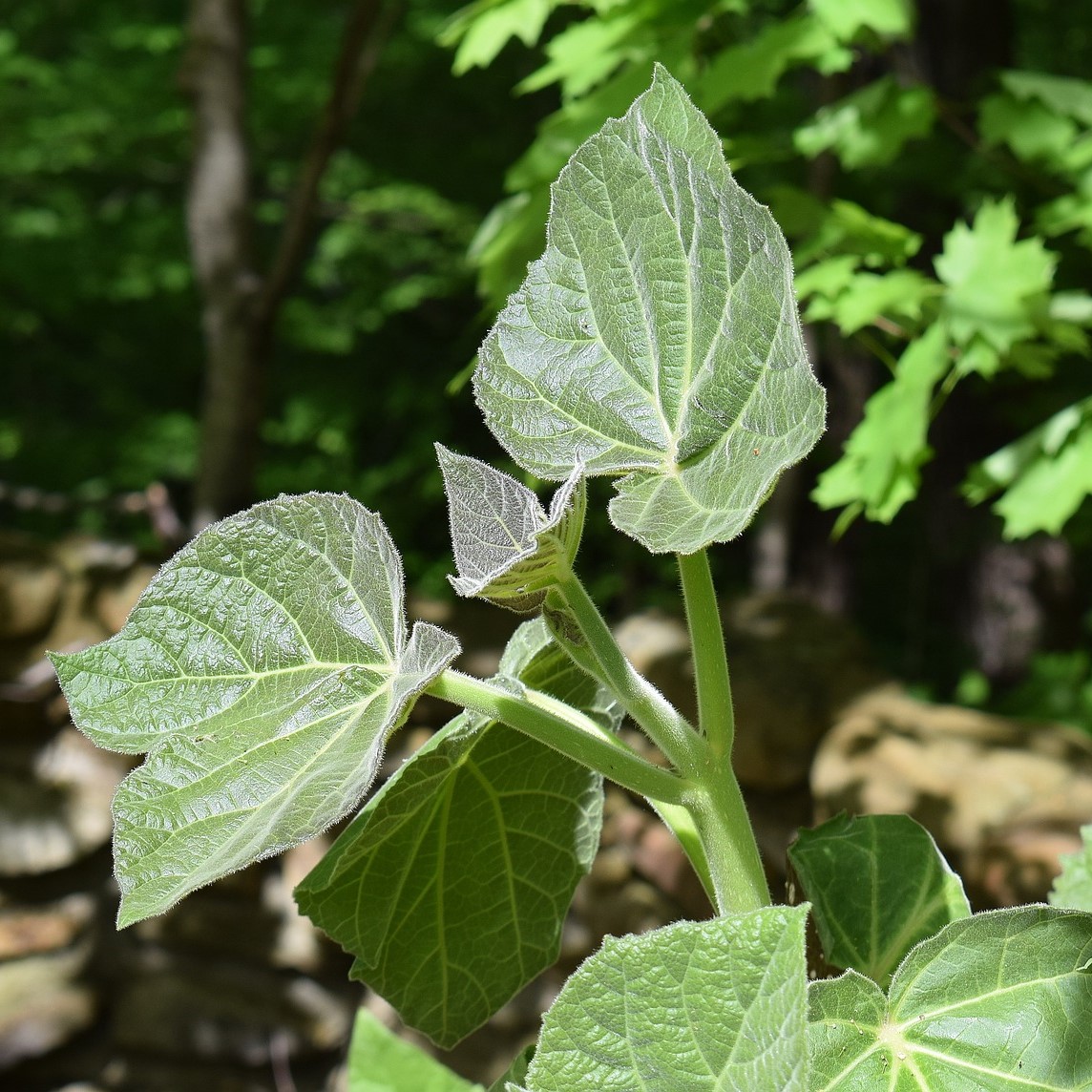 Blauglockenbaum Kiribaum - Paulownia tomentosa 30-60 cm 3 Liter Topfballen