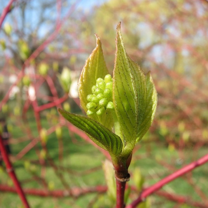 Sibirischer Hartriegel Cornus alba Sibirica - Rotholz-Hartriegel