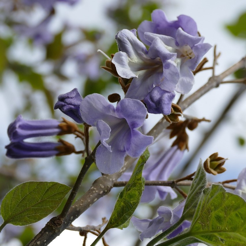 Blauglockenbaum Kiribaum - Paulownia tomentosa 30-60 cm 3 Liter Topfballen