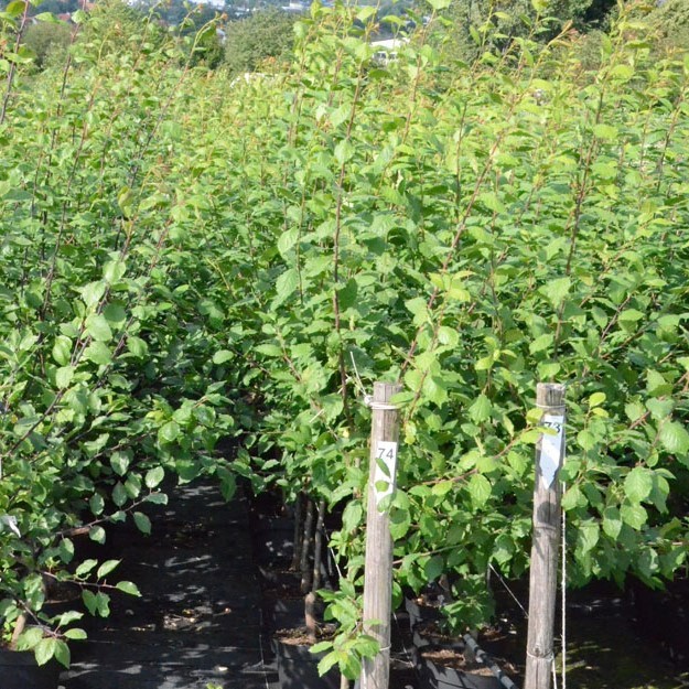 Aprikosen-Kirsche Aprikyra® - Prunus x Armeniaca