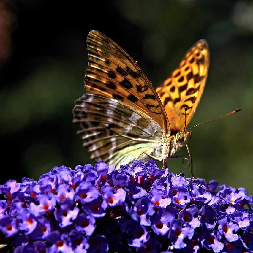 Sommerflieder Ellens Blue