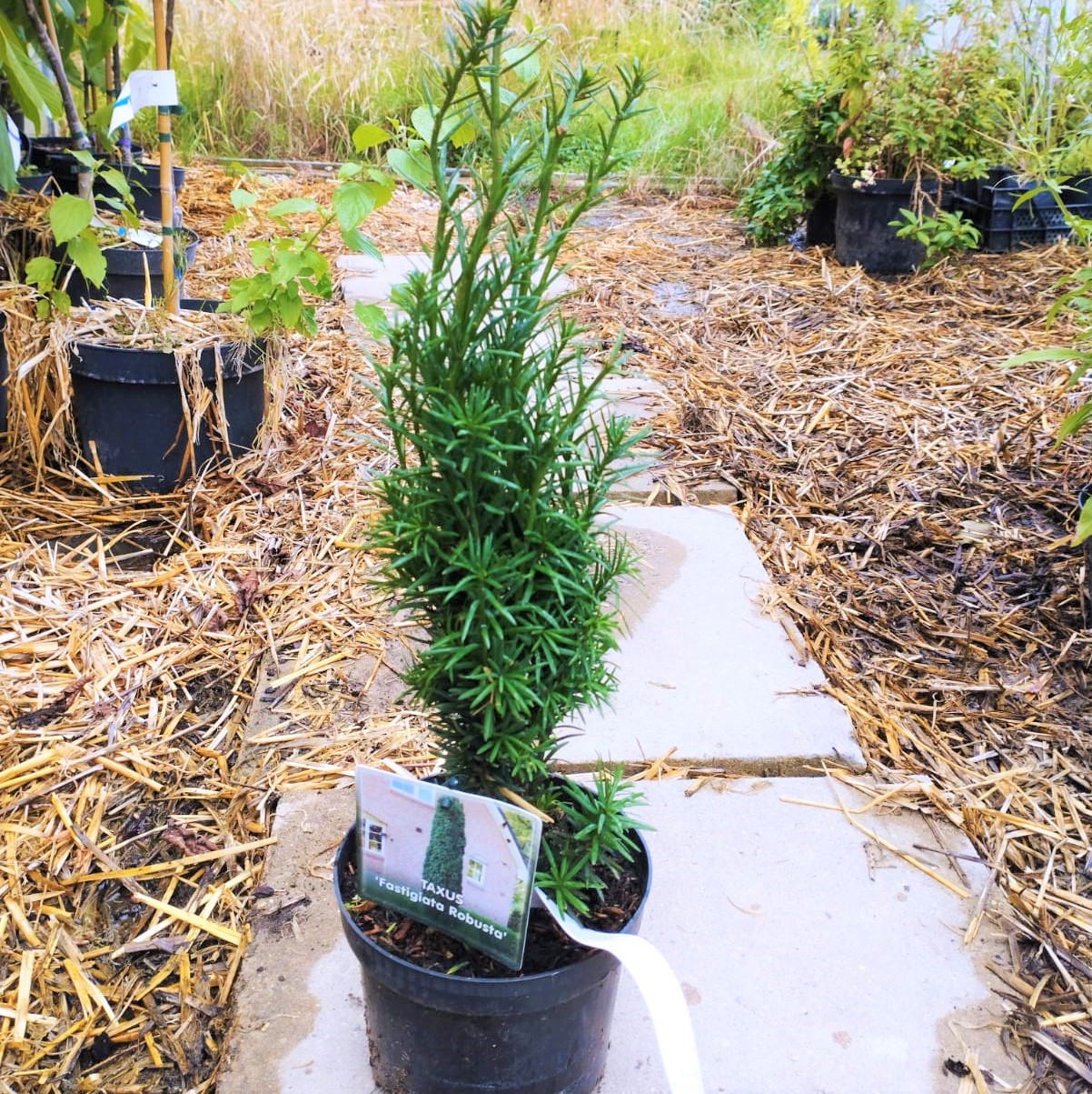 Schmale Säuleneibe - Eibe -Taxus baccata Fastigiata Robusta 2-3 Liter 30-50 cm