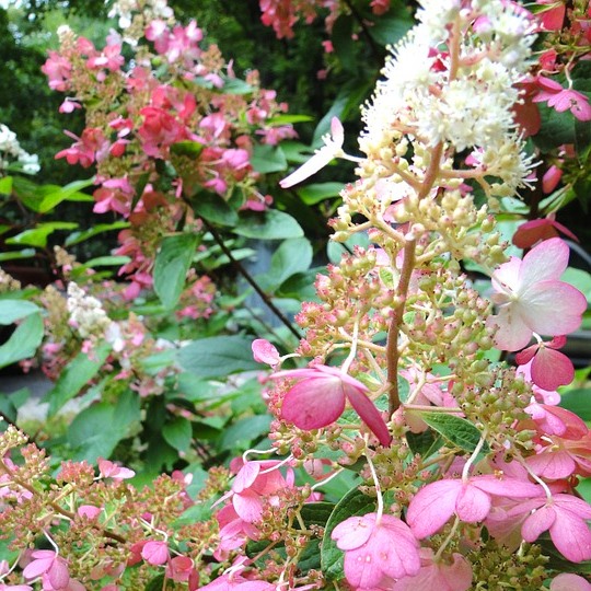 Rispenhortensie  Pinky Winky ® - Hydrangea paniculata