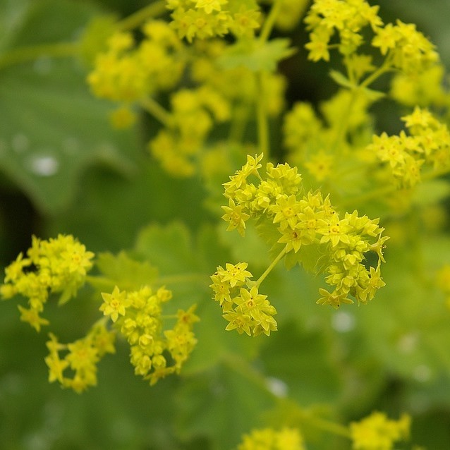 Frauenmantel - Alchemilla epipsila