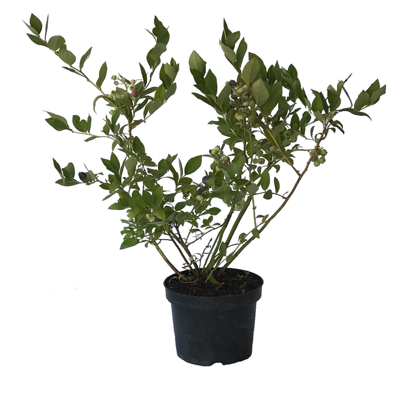 Heidelbeere 'Chandler' im Pflanztopf, geeignet für den Hausgarten.
